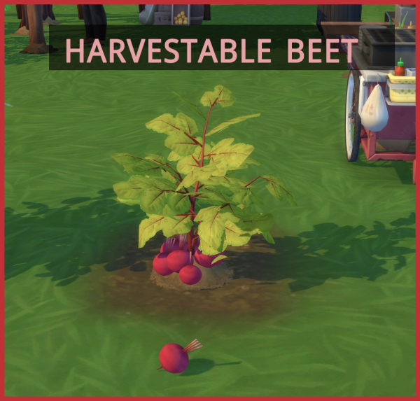 Maxis Match Harvestable Beet by simsfinds - The Sims 4 Custom Content
