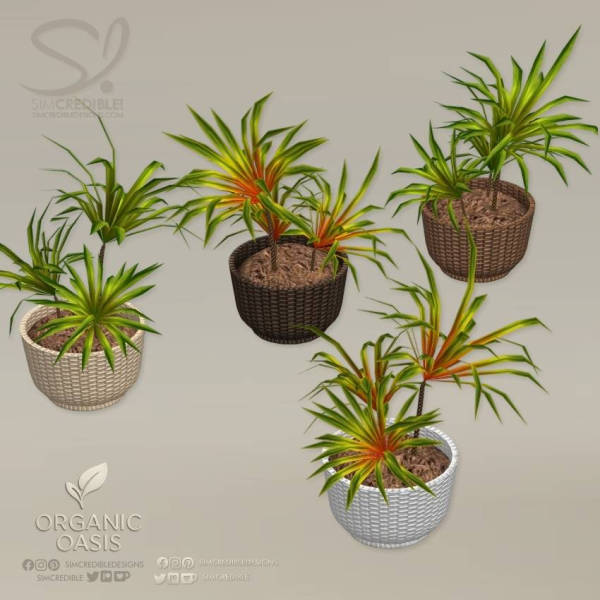 Alpha Organic Oasis Hotel Suite Extras Potted Dragon Tree by simcredible - The Sims 4 Custom Content